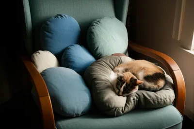 Illustration cushions