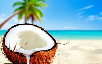 Illustration coco - Image 1