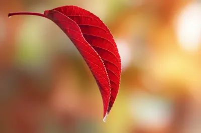 Illustration plummet - Image 1