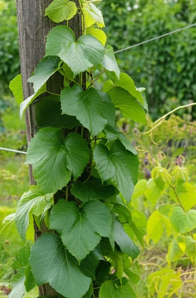 Illustration ceiling - Image 1