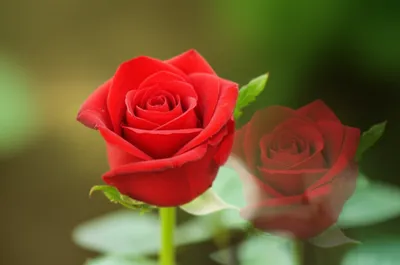 Illustration doubled - Image 1