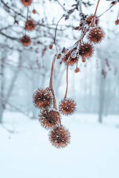 Illustration burs - Image 2