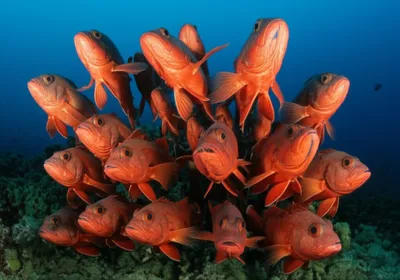 Illustration soldiers - Image 1