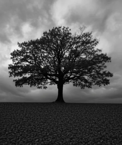 Illustration monochromes - Image 1