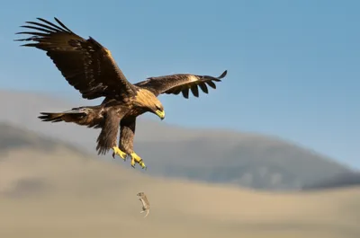 Hình ảnh minh họa swoops - Ảnh 1