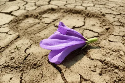 Illustration losses - Image 1