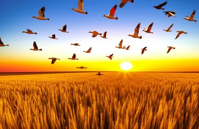 Illustration exporting