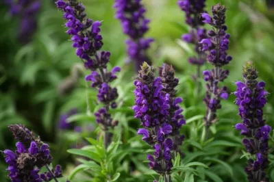 Illustration prunella - Image 1