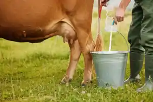 Hintergrund von "milch"