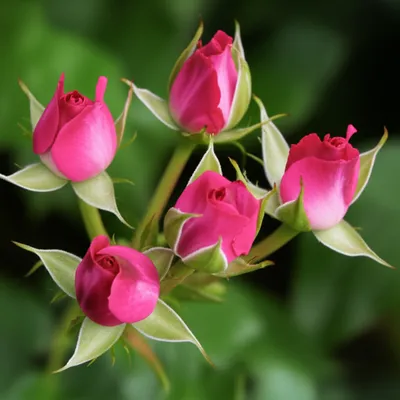 Illustration rosebuds - Image 1