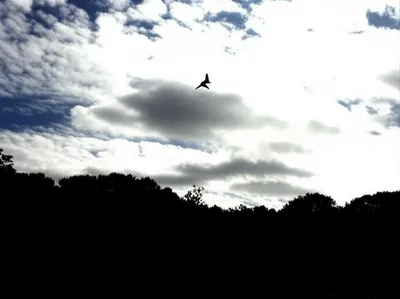 Illustration escaping - Image 1