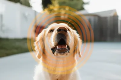 Illustration barking