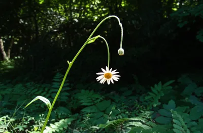 Illustration weakest - Image 1