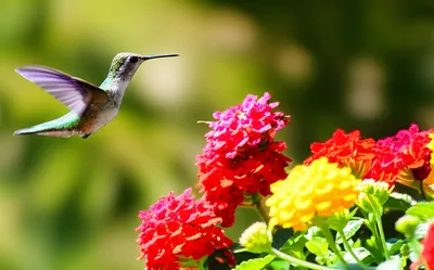 Illustration flitter - Image 1