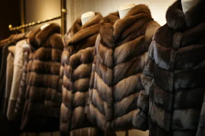 Illustration minks - Image 1