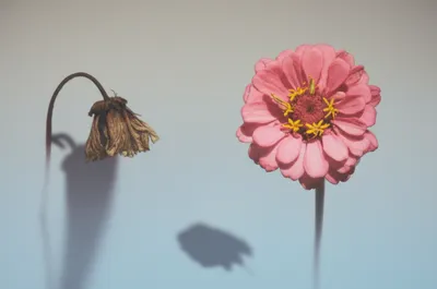 Illustration wound - Image 1