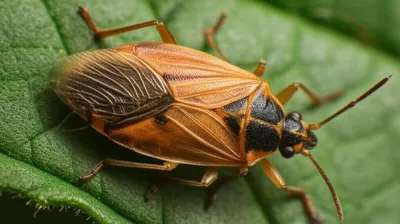 Illustration hemipteran