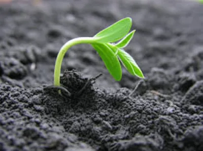 Illustration slipped - Image 1