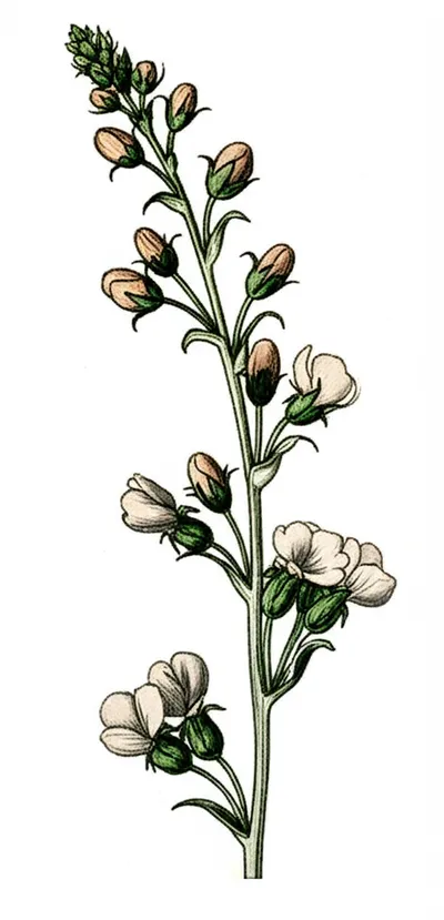 Illustration raceme - Image 2