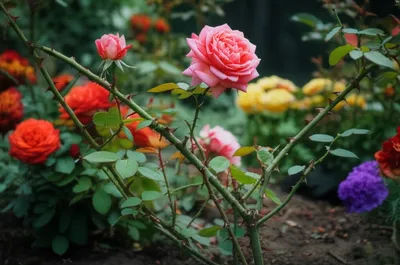 Illustration choking - Image 1