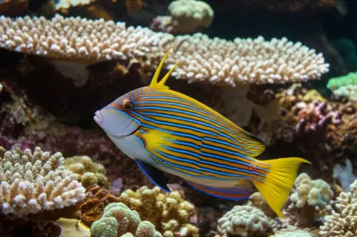 Illustration triggerfish