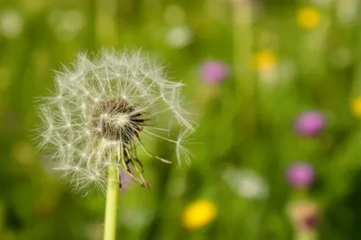 Illustration tails - Image 1