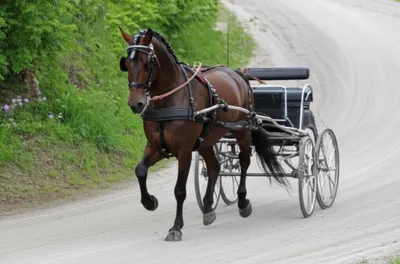 Illustration hackney - Image 1