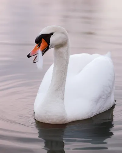 Illustration mute - Image 1