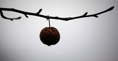 Illustration scant - Image 1