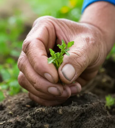 Illustration callous - Image 1