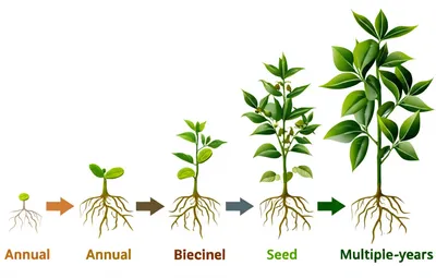 Illustration annual - Image 1