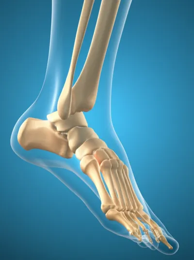 Illustration astragalus