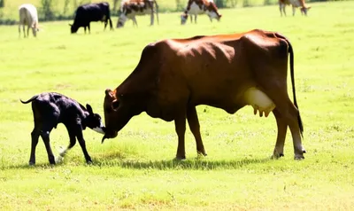 Illustration calve - Image 1