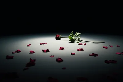 Illustration remnant - Image 1