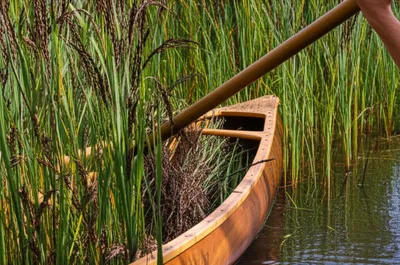 Illustration rices - Image 1