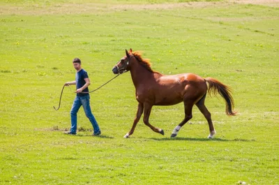 Illustration lunged - Image 1