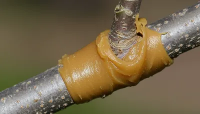 Illustration mummy - Image 1