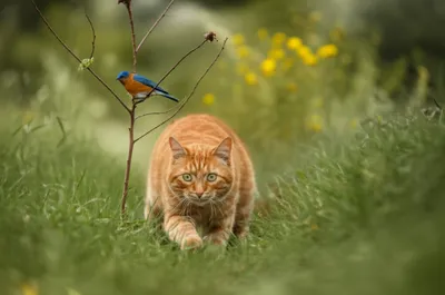 Illustration stalking - Image 1