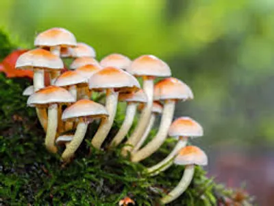 Illustration fungus - Image 2