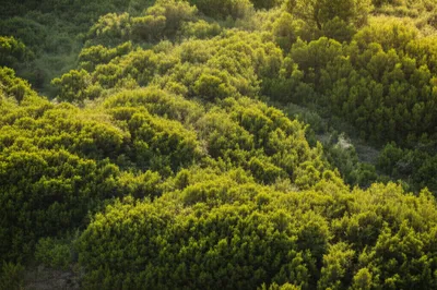 Illustration brushy - Image 1