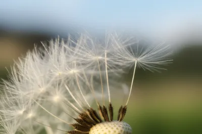 Illustration pappus - Image 1