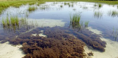 Illustration fen - Image 1