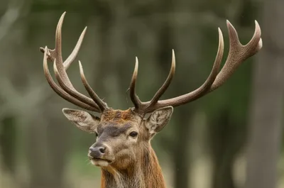 Illustration snag - Image 1