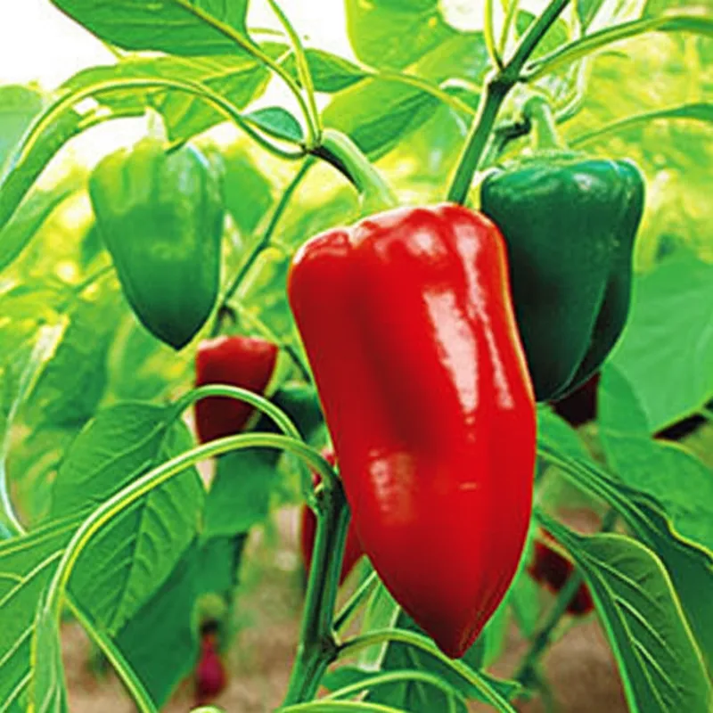 Ilustración visual de pimiento: El pimiento - Imagen 1