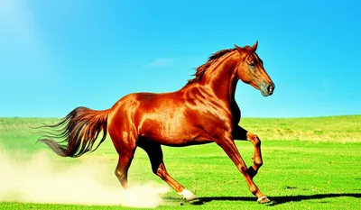 Illustration gallop - Image 1