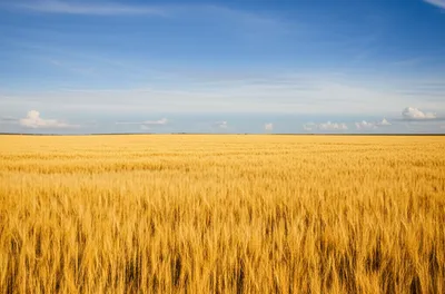 Illustration extended - Image 1