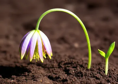 Illustration fallen - Image 1