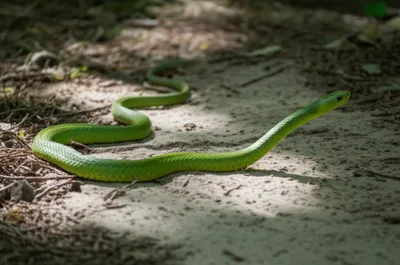 Illustration slithers