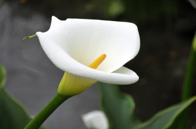 Illustration callas - Image 1