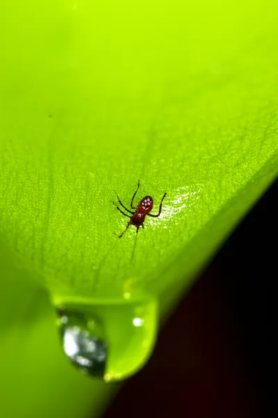 Illustration drools - Image 2